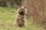 CAIRN TERRIER 653